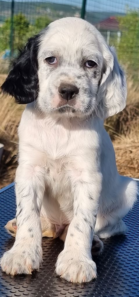 Daphil - Chiots disponibles - Setter Anglais